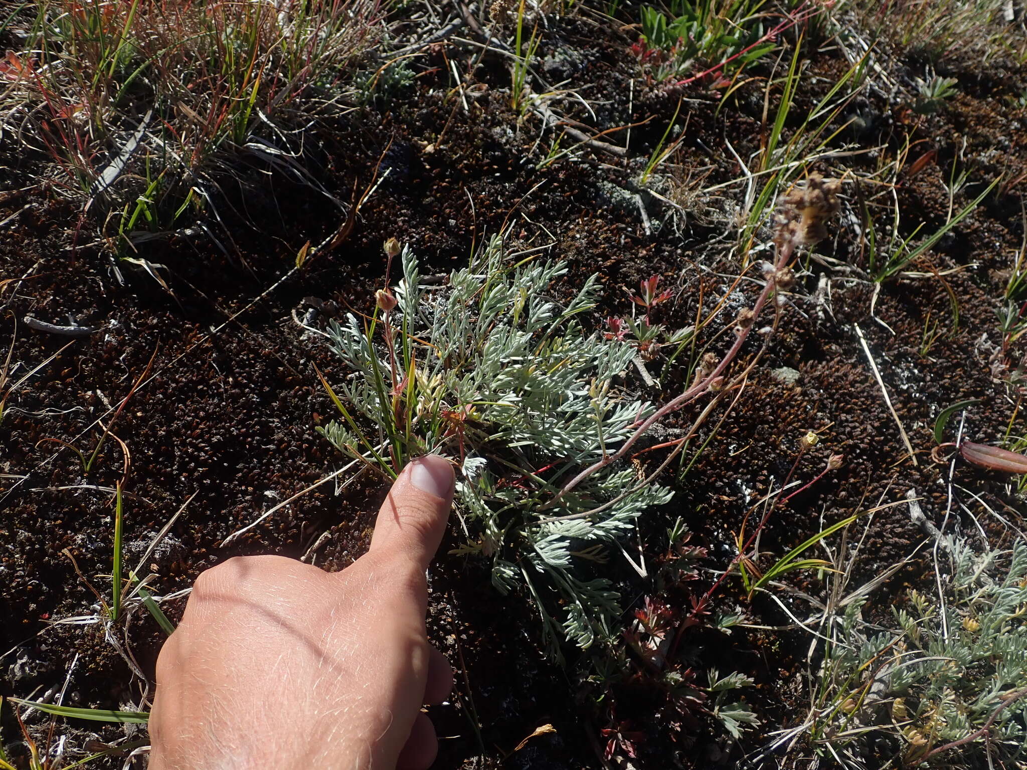 Image of alpine sagebrush