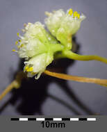 Image of Cuscuta campestris