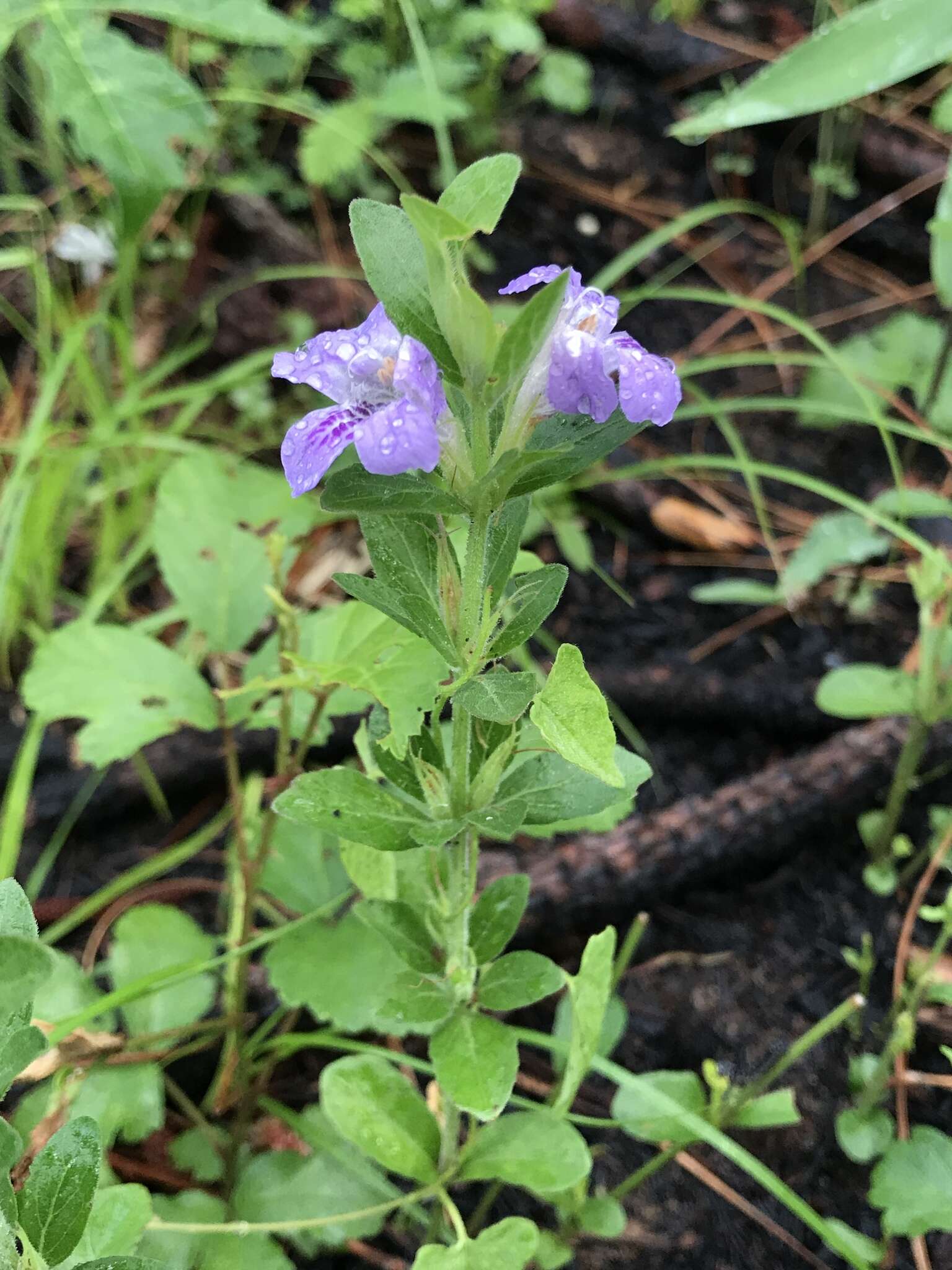 صورة Dyschoriste oblongifolia (Michx.) Kuntze