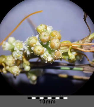 Image of Cuscuta campestris