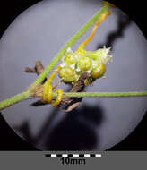 Image of Cuscuta campestris