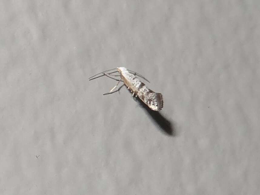 Imagem de Argyresthia thuiella Packard 1871