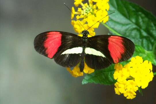 Image of Crimson Patched Longwing