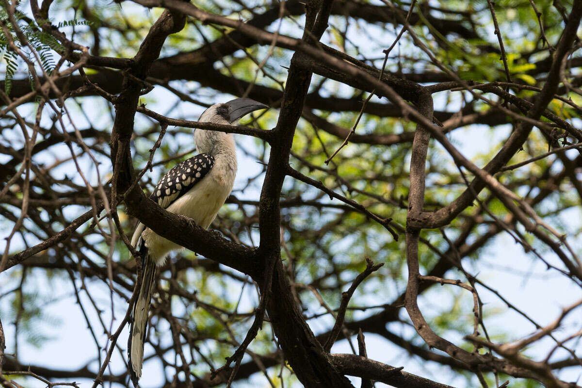 Image of Jackson's Hornbill