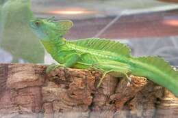 Image of Green Basilisk