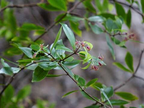 Sivun Pittosporum cornifolium A. Cunn. kuva