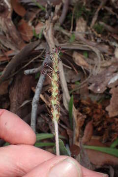 Image of Plantago hispida R. Br.