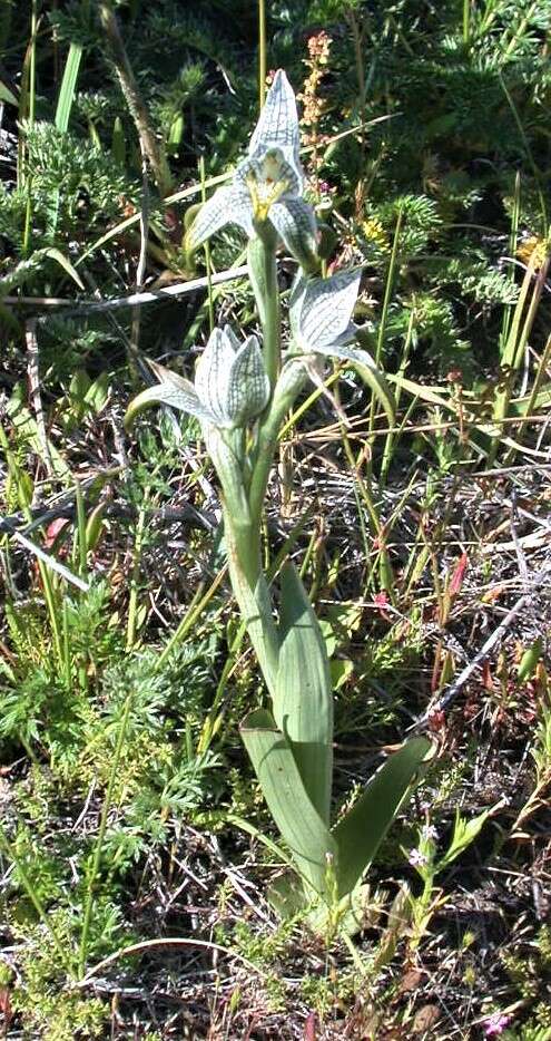 Plancia ëd Chloraea magellanica Hook. fil.