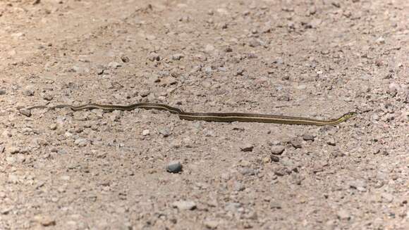 Слика од Thamnophis sirtalis dorsalis (Baird & Girard 1853)