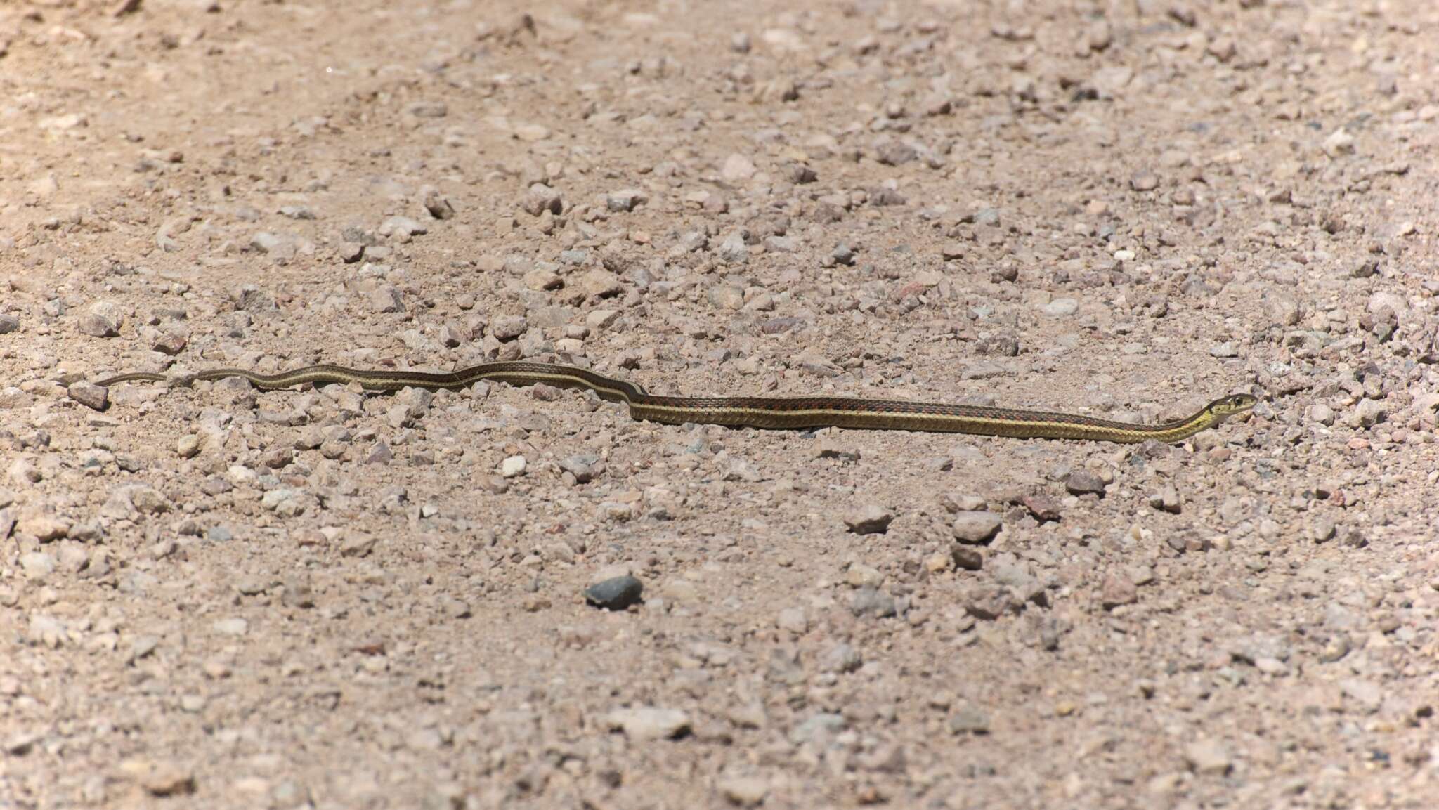 Image of Thamnophis sirtalis dorsalis (Baird & Girard 1853)