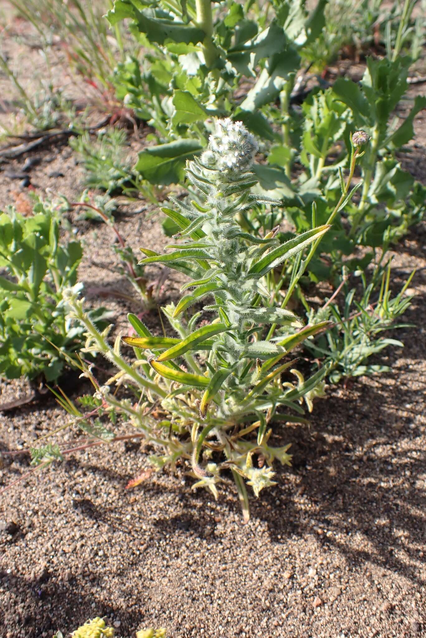 Image of pointed cryptantha