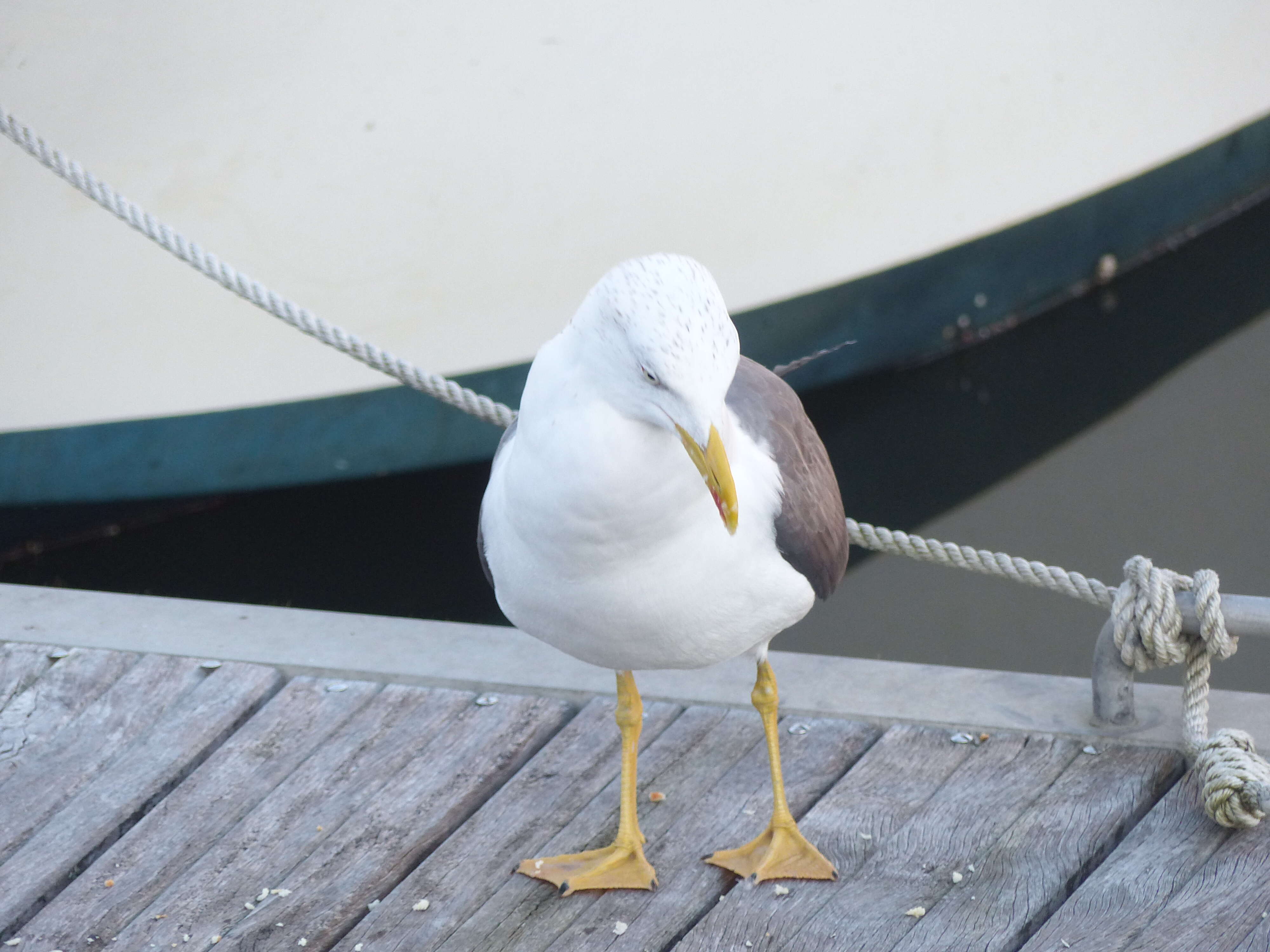 Image of Lesser Black-backed Gull