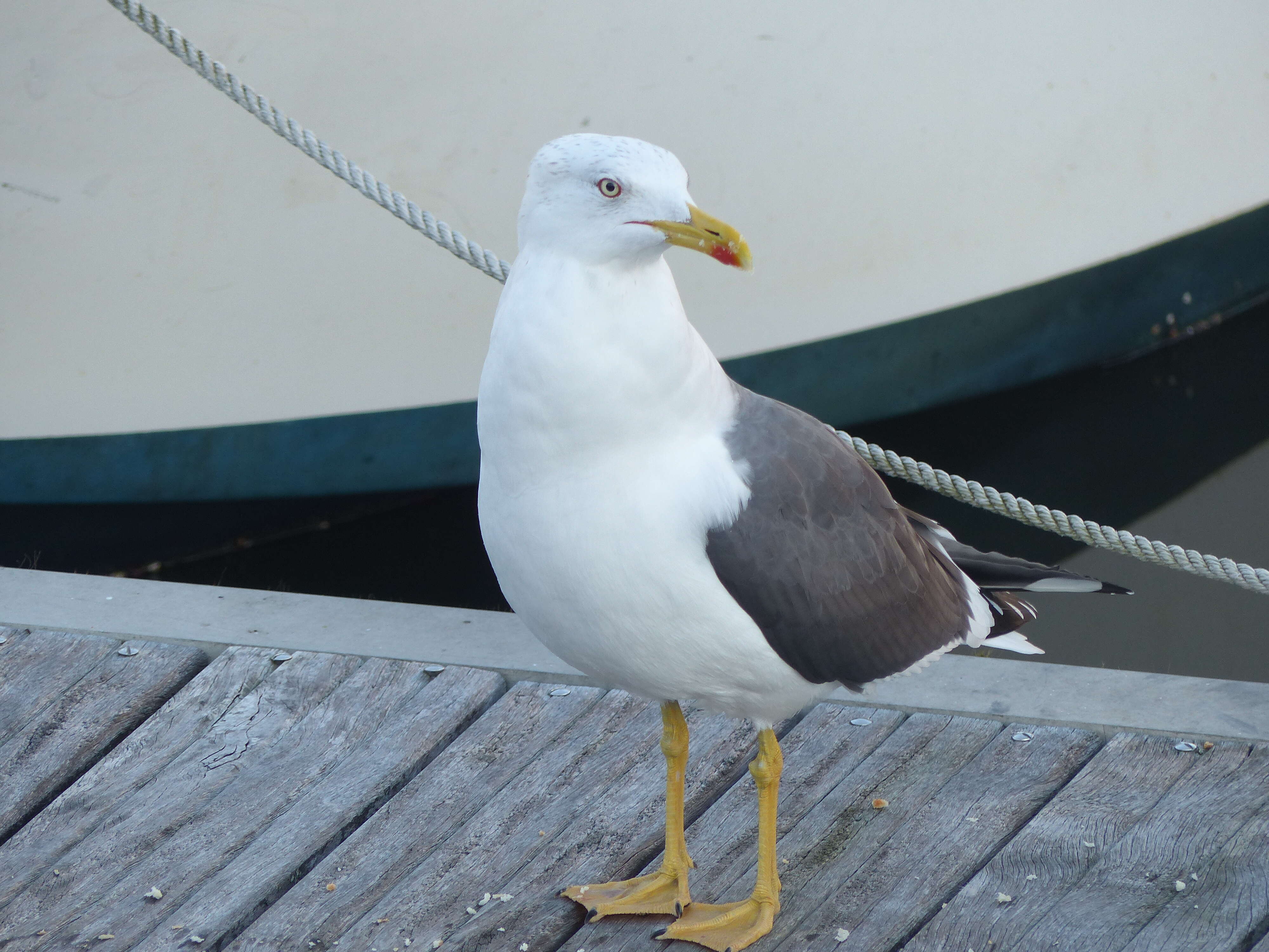 Image of Lesser Black-backed Gull