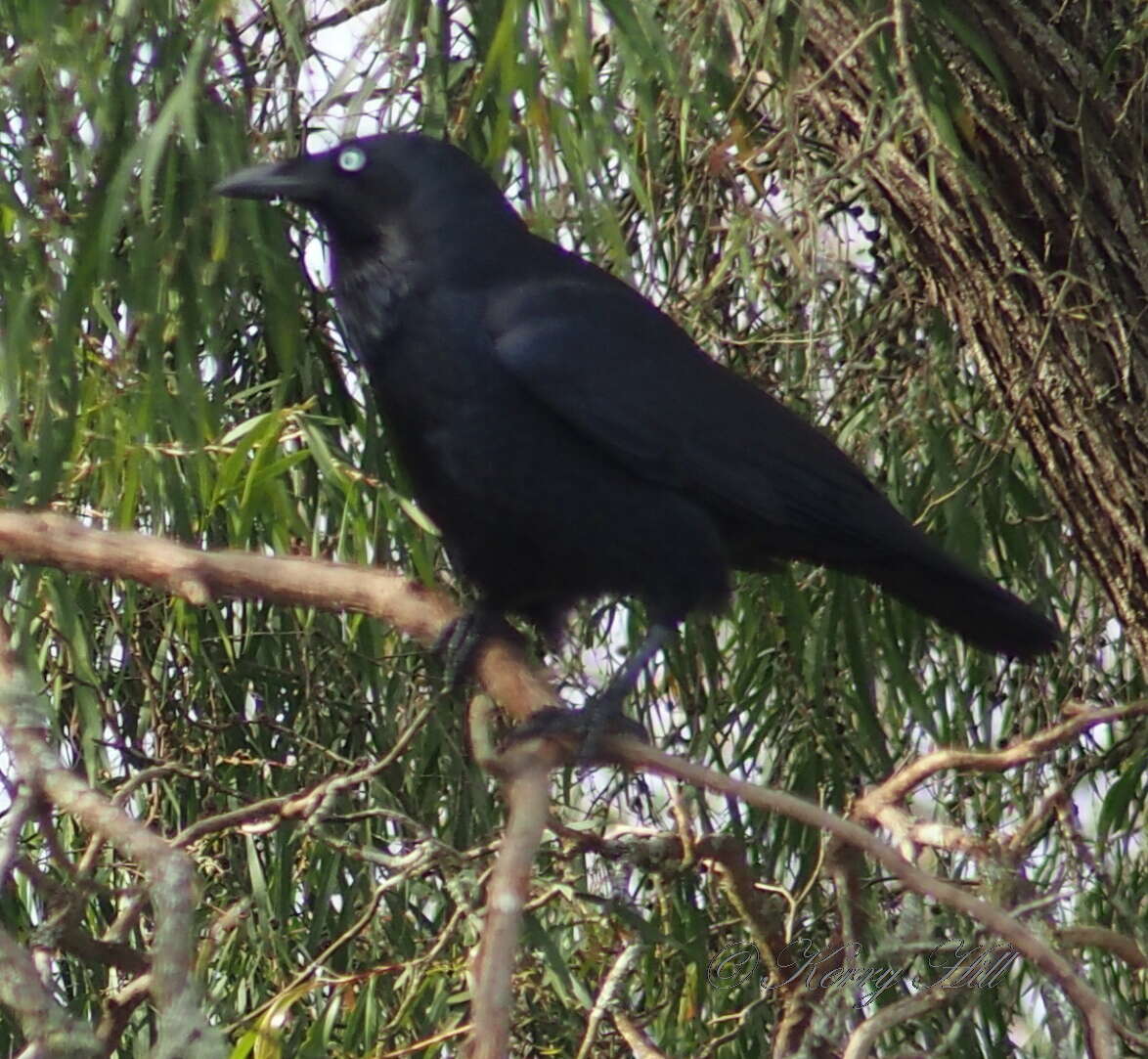 Image of Corvus coronoides perplexus Mathews 1912