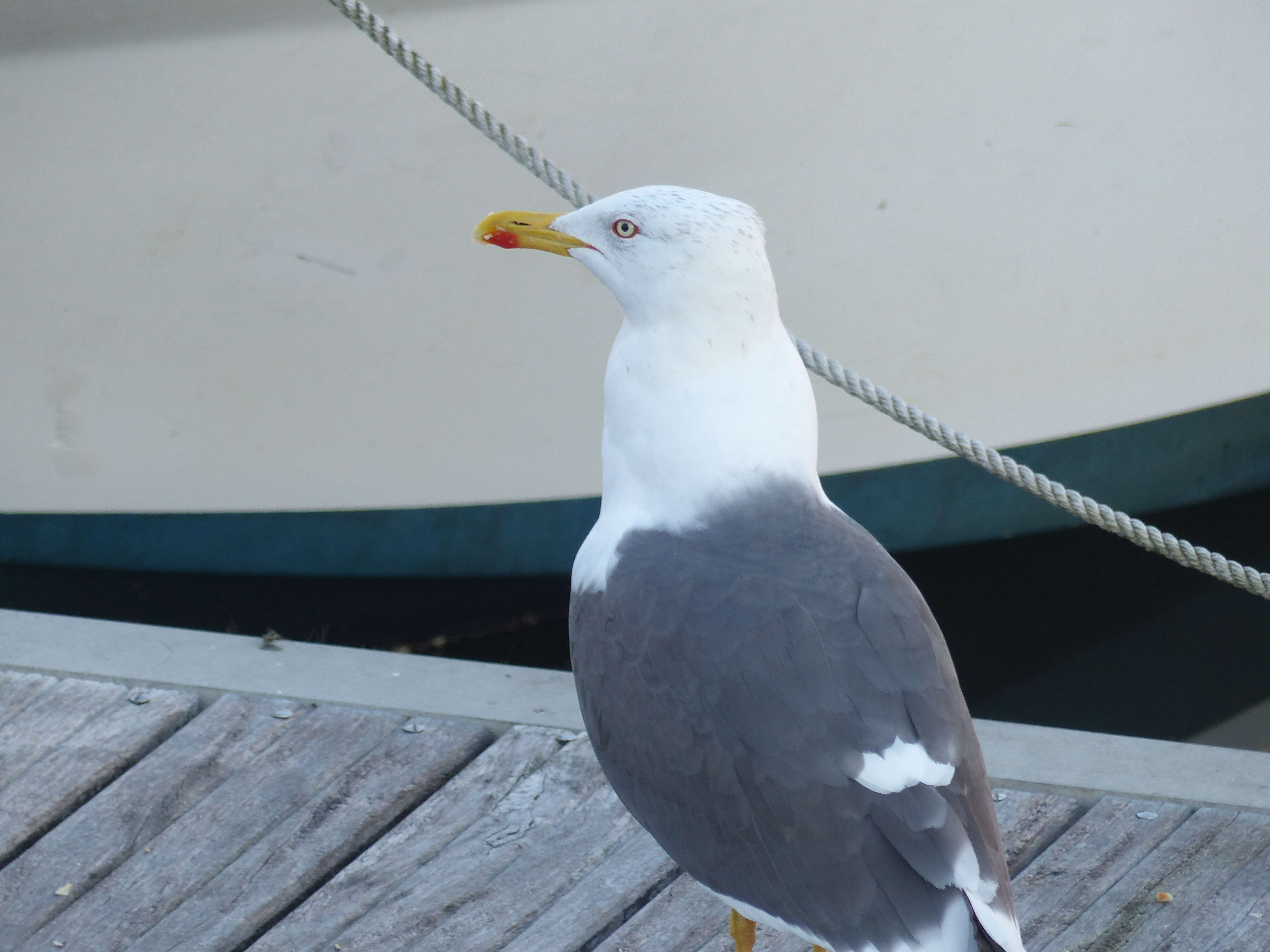 Image of Lesser Black-backed Gull