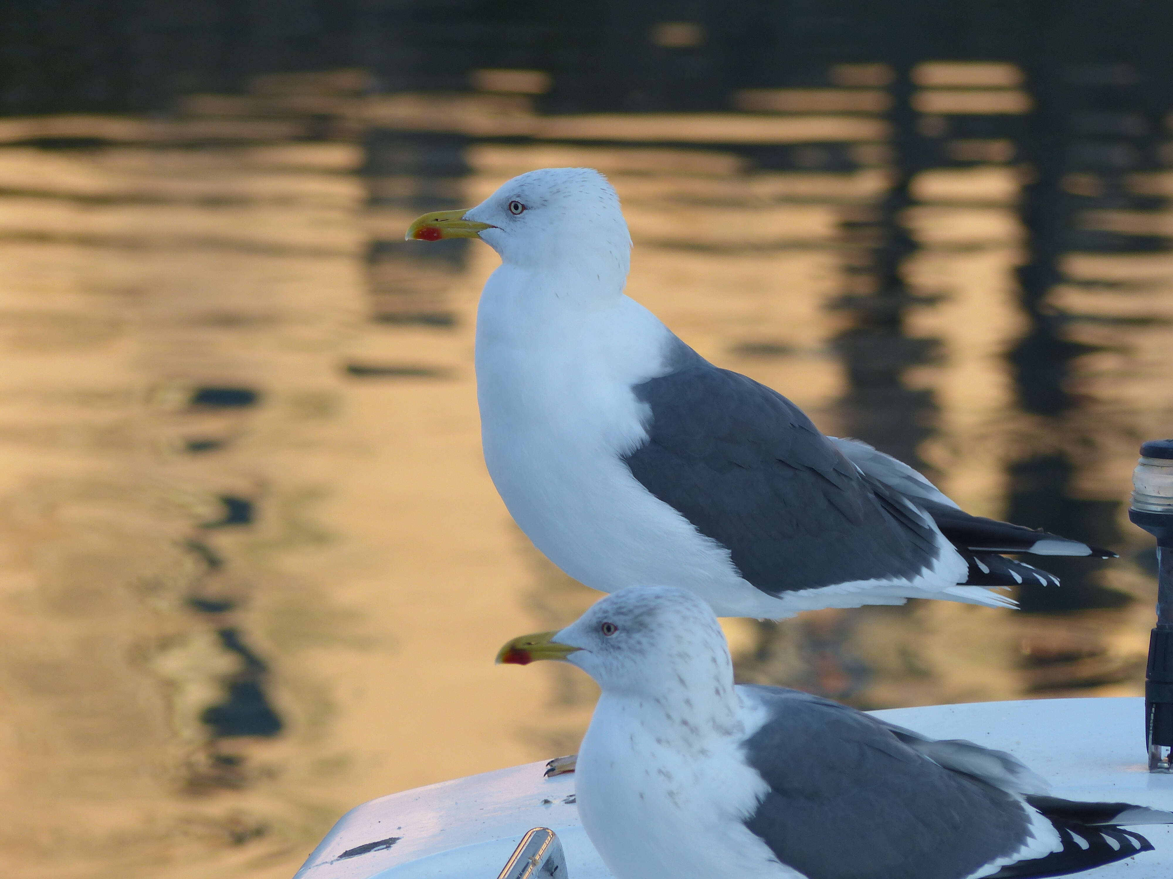 Image of Lesser Black-backed Gull