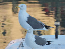 Image of Lesser Black-backed Gull