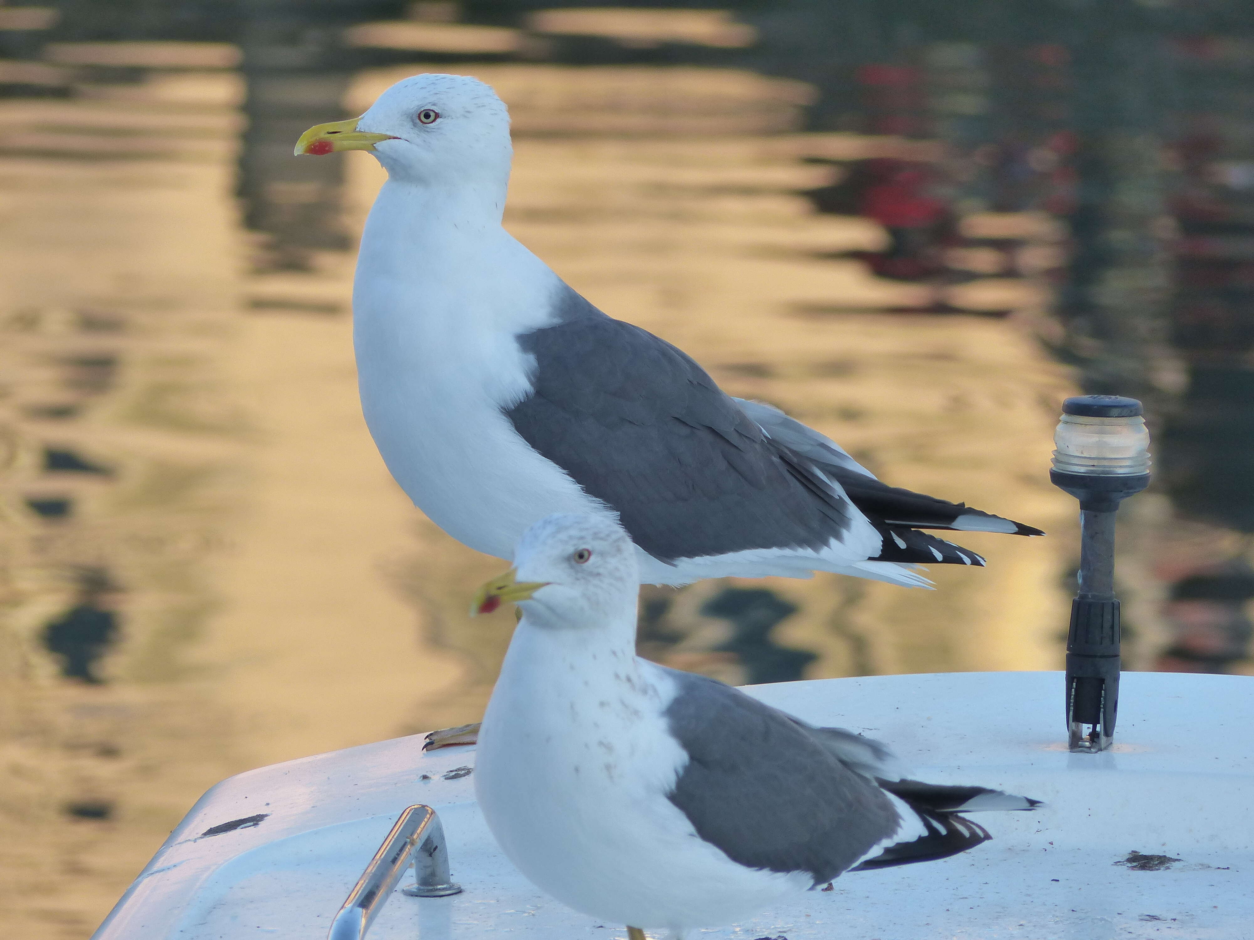 Image of Lesser Black-backed Gull