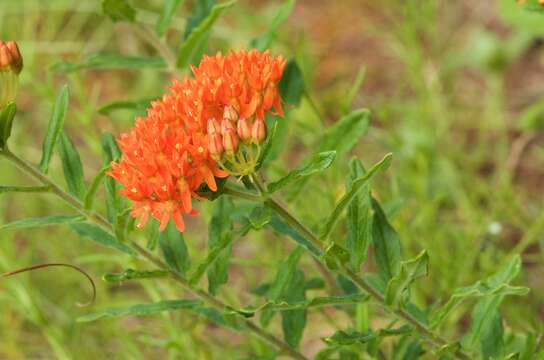 Image of Rolfs' milkweed