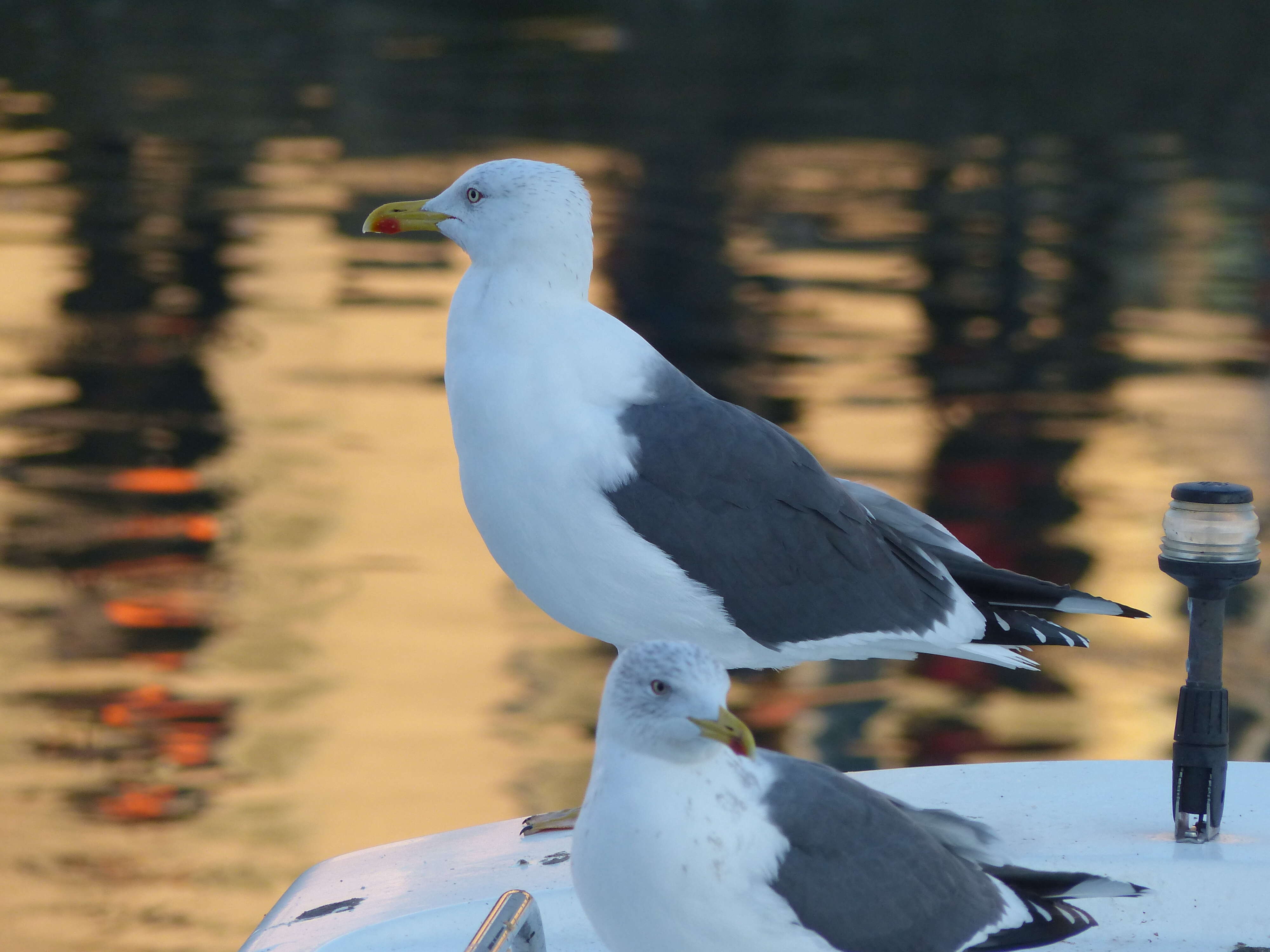 Image of Lesser Black-backed Gull
