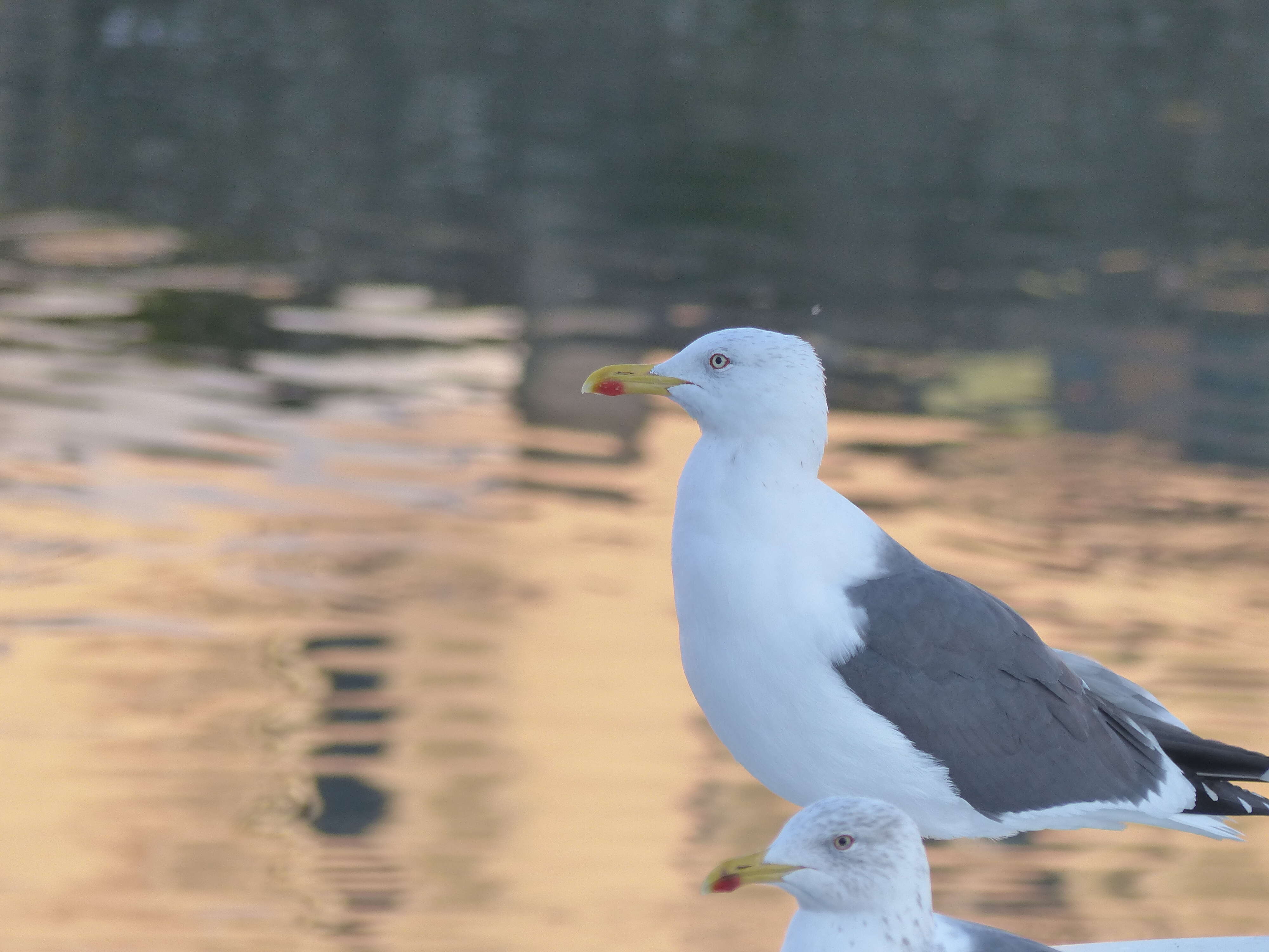 Image of Lesser Black-backed Gull