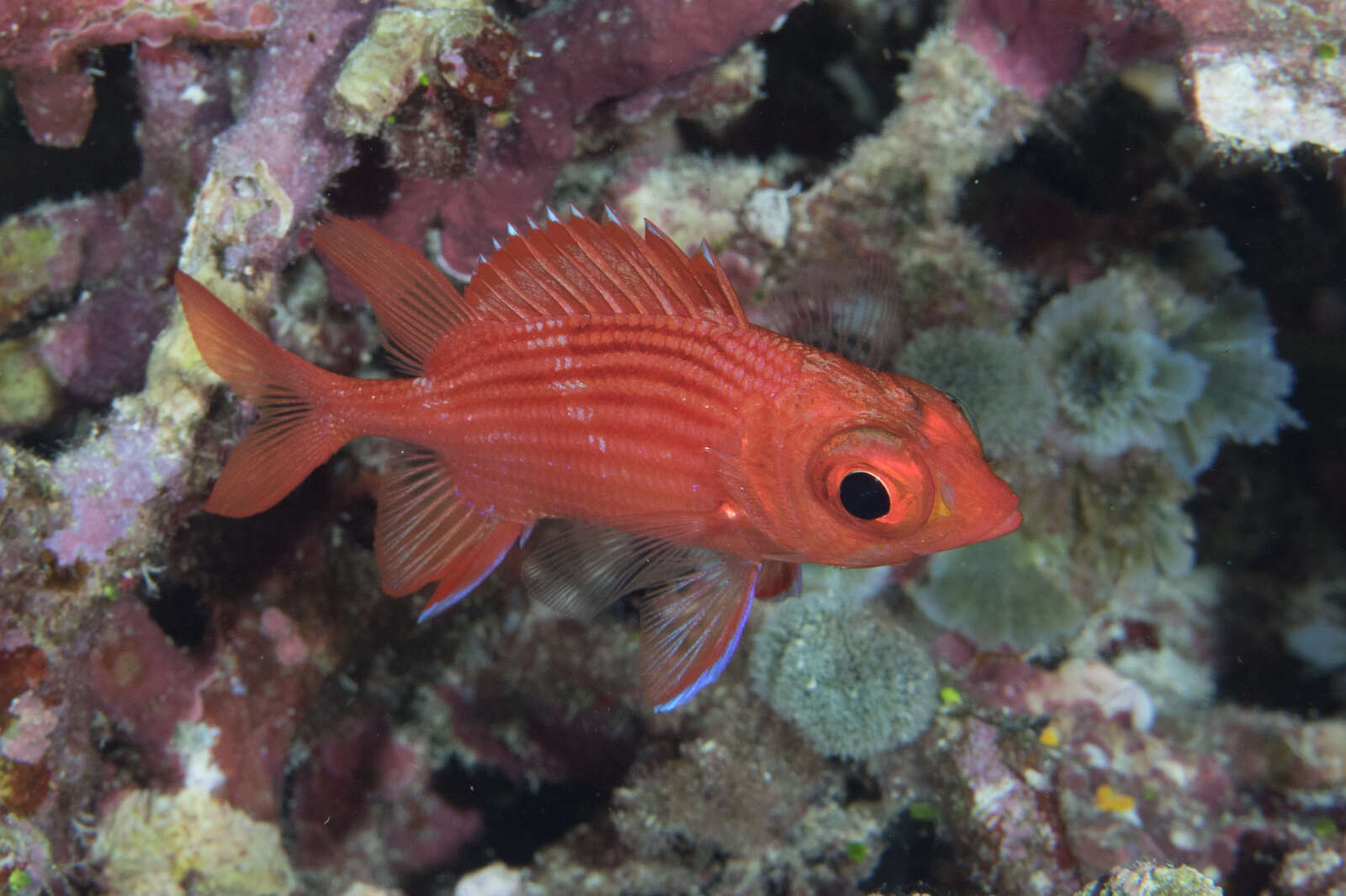 Image of Pink squirrelfish