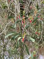 Image of Northern mistletoe