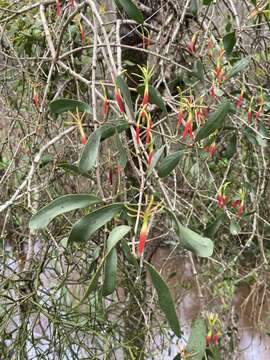 Image of Northern mistletoe