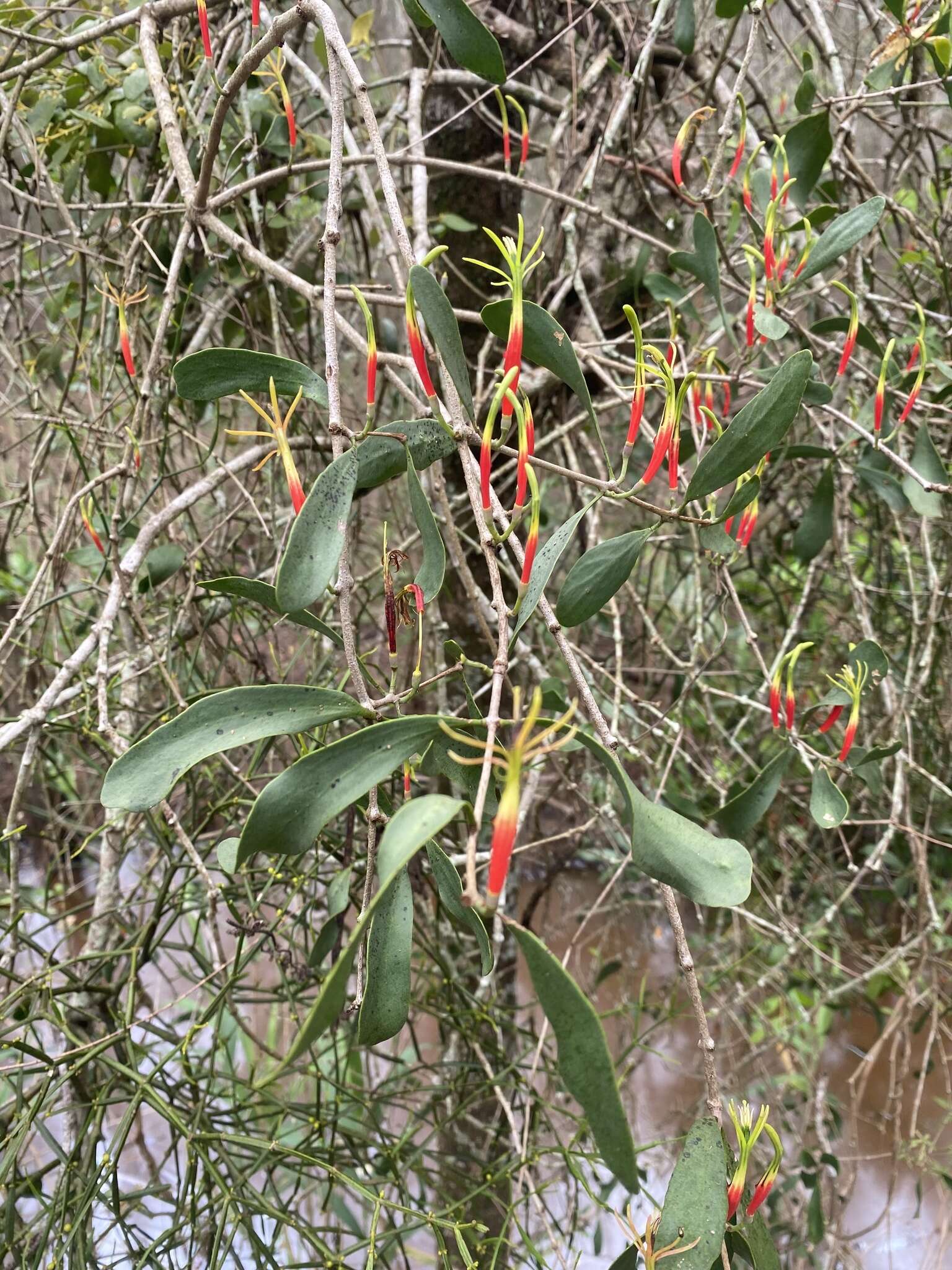 Image of Northern mistletoe