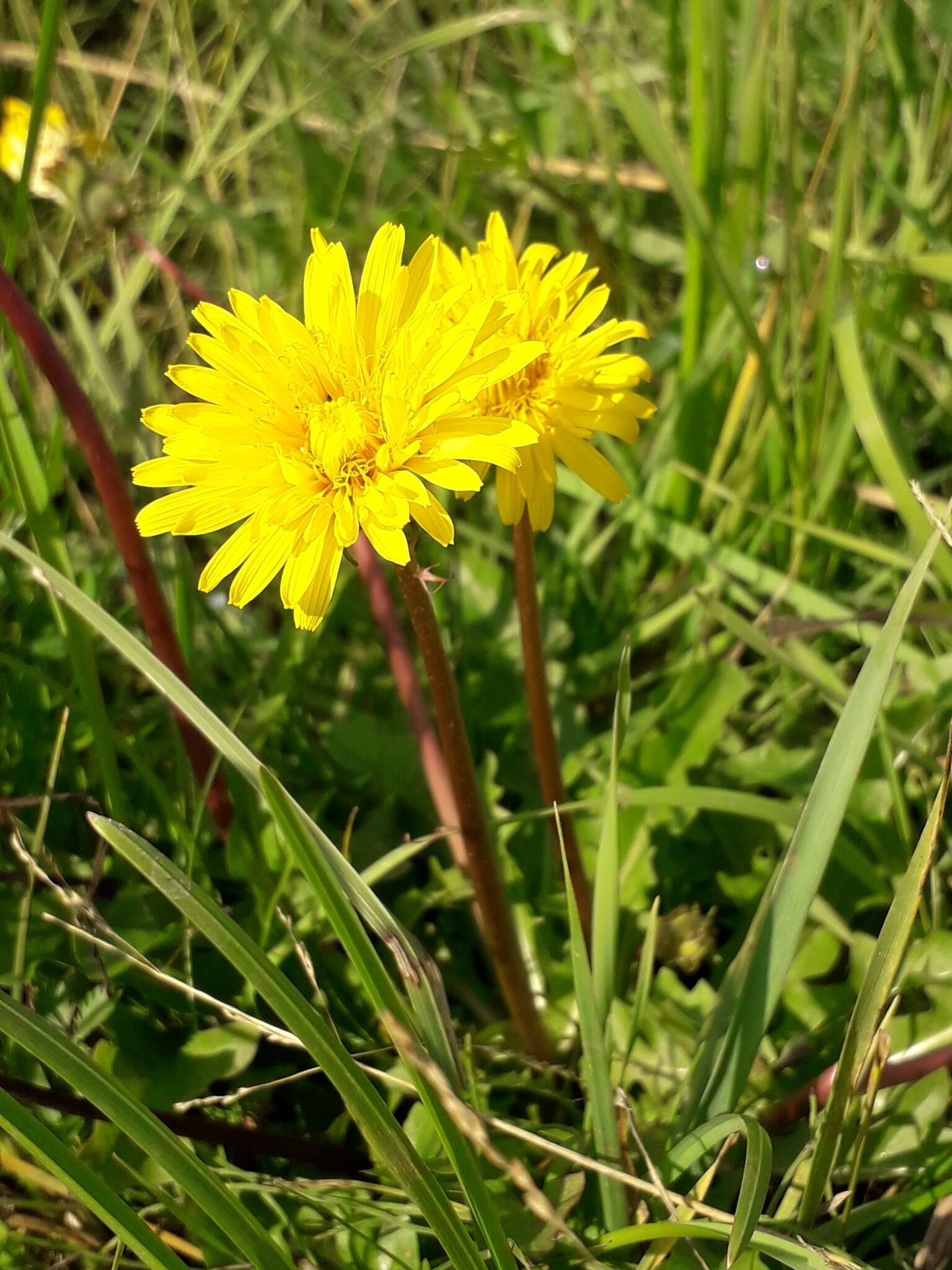 Image of Taraxacum longicorne Dahlst.