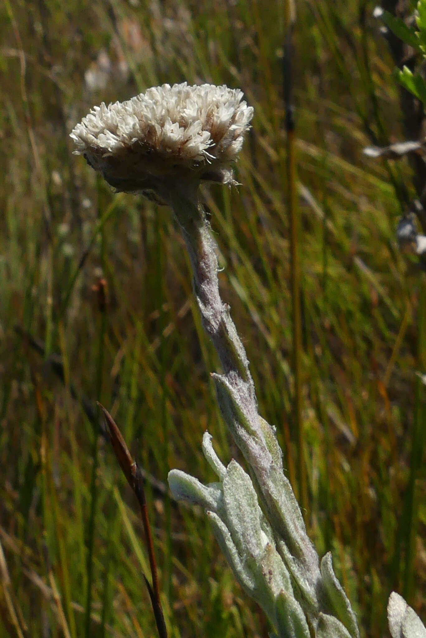 Image of Langebergia canescens (DC.) A. A. Anderberg