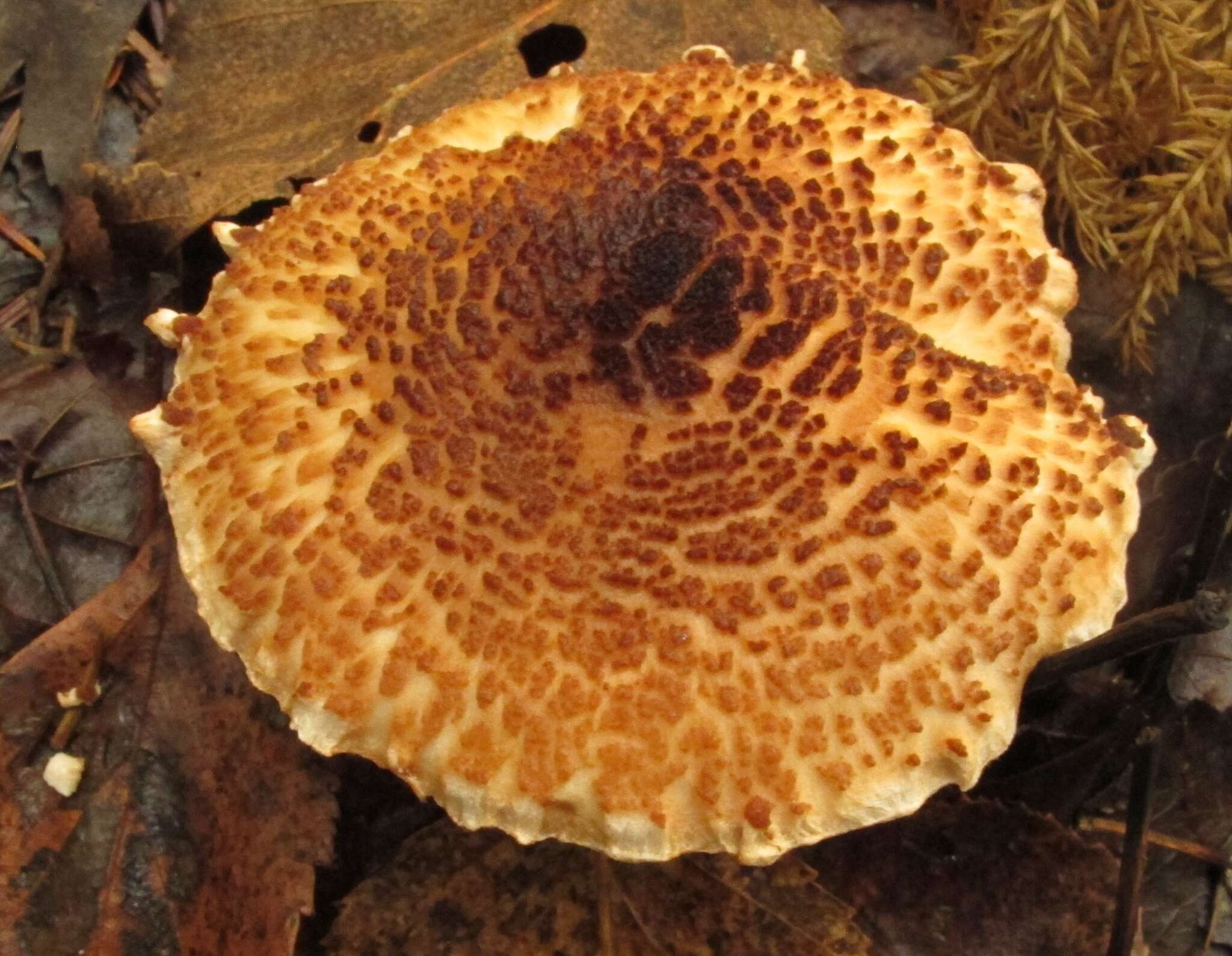 Imagem de Lepiota cortinarius J. E. Lange 1915