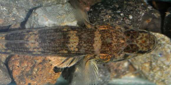 Image of Bar Eyed Goby