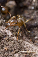 Image de Lasius pallitarsis (Provancher 1881)