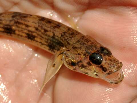 Image of Bar Eyed Goby