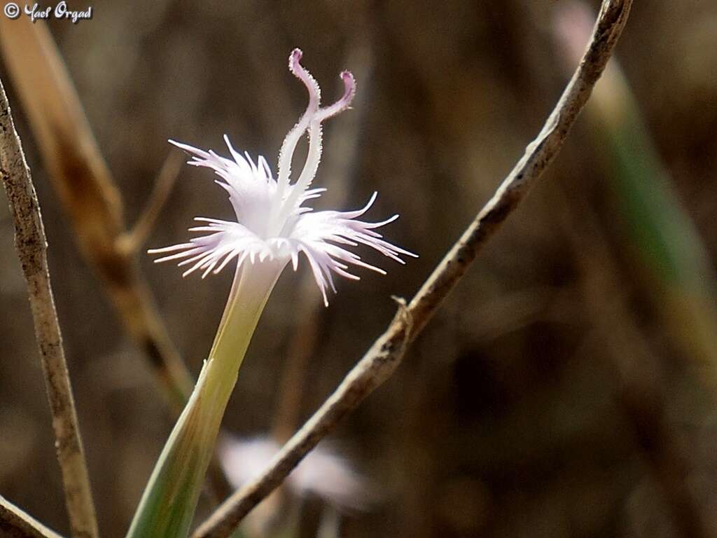 Image of Dianthus sinaicus Boiss.