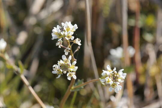 Image of Cochlearia bavarica Vogt