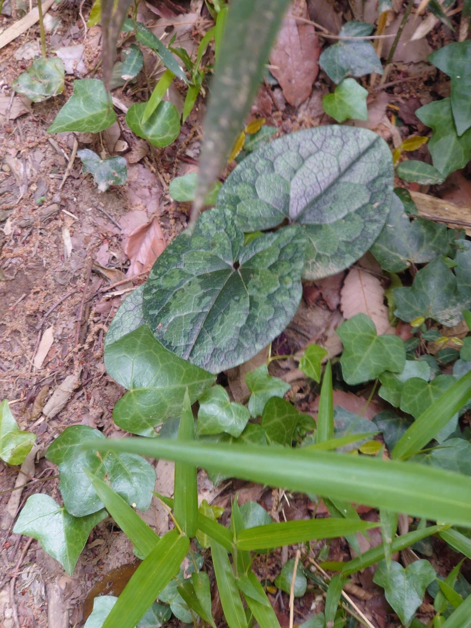 Image de Asarum tamaense Makino