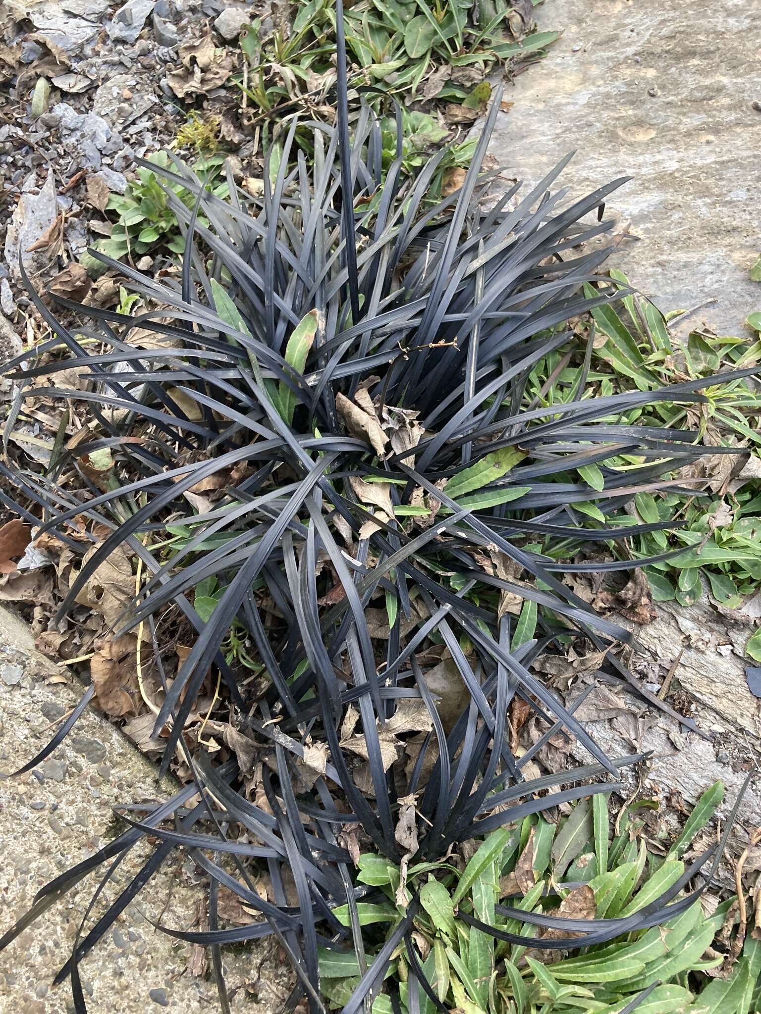 Image of Ophiopogon planiscapus Nakai