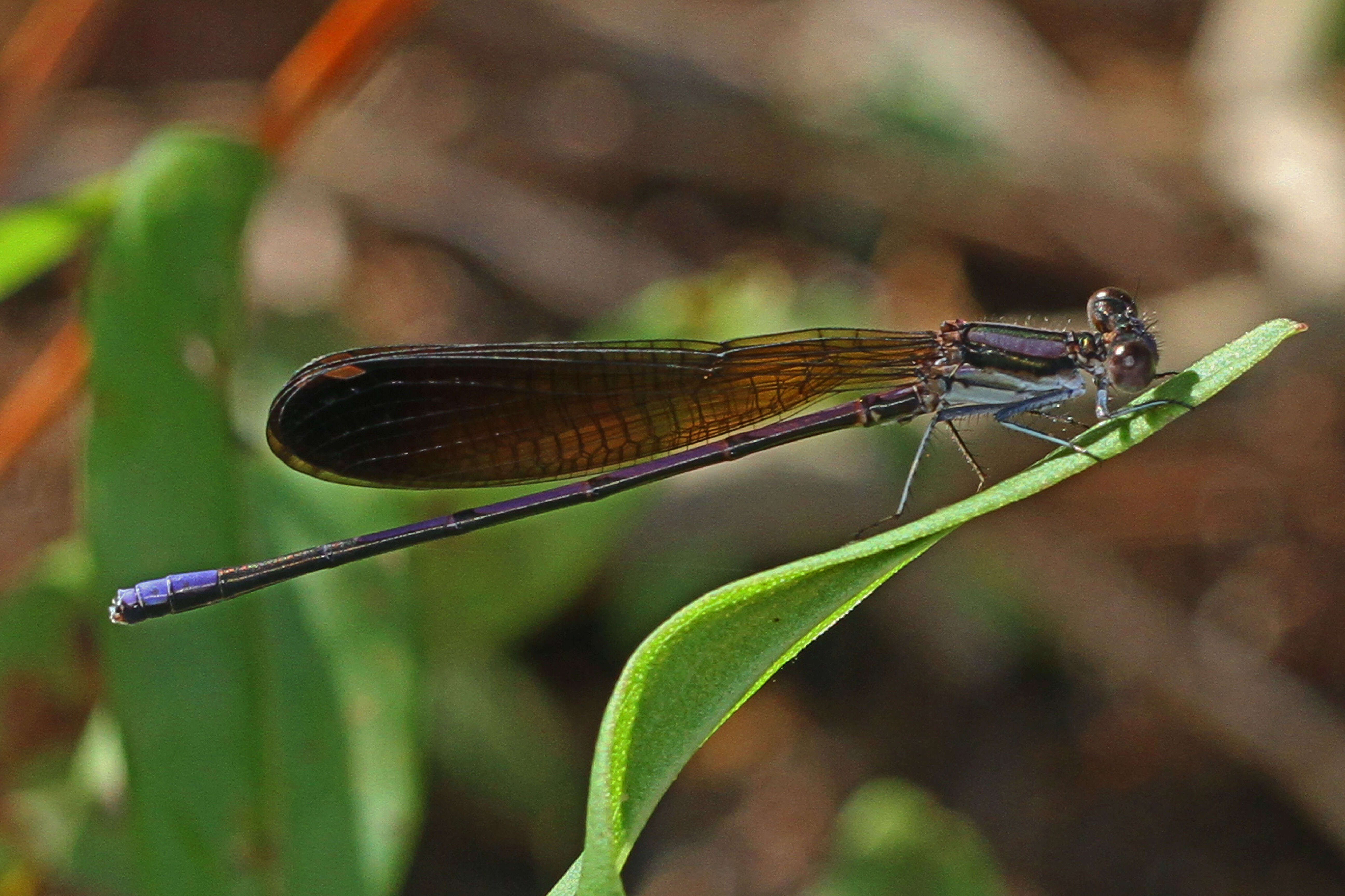 Image of Variable Dancer