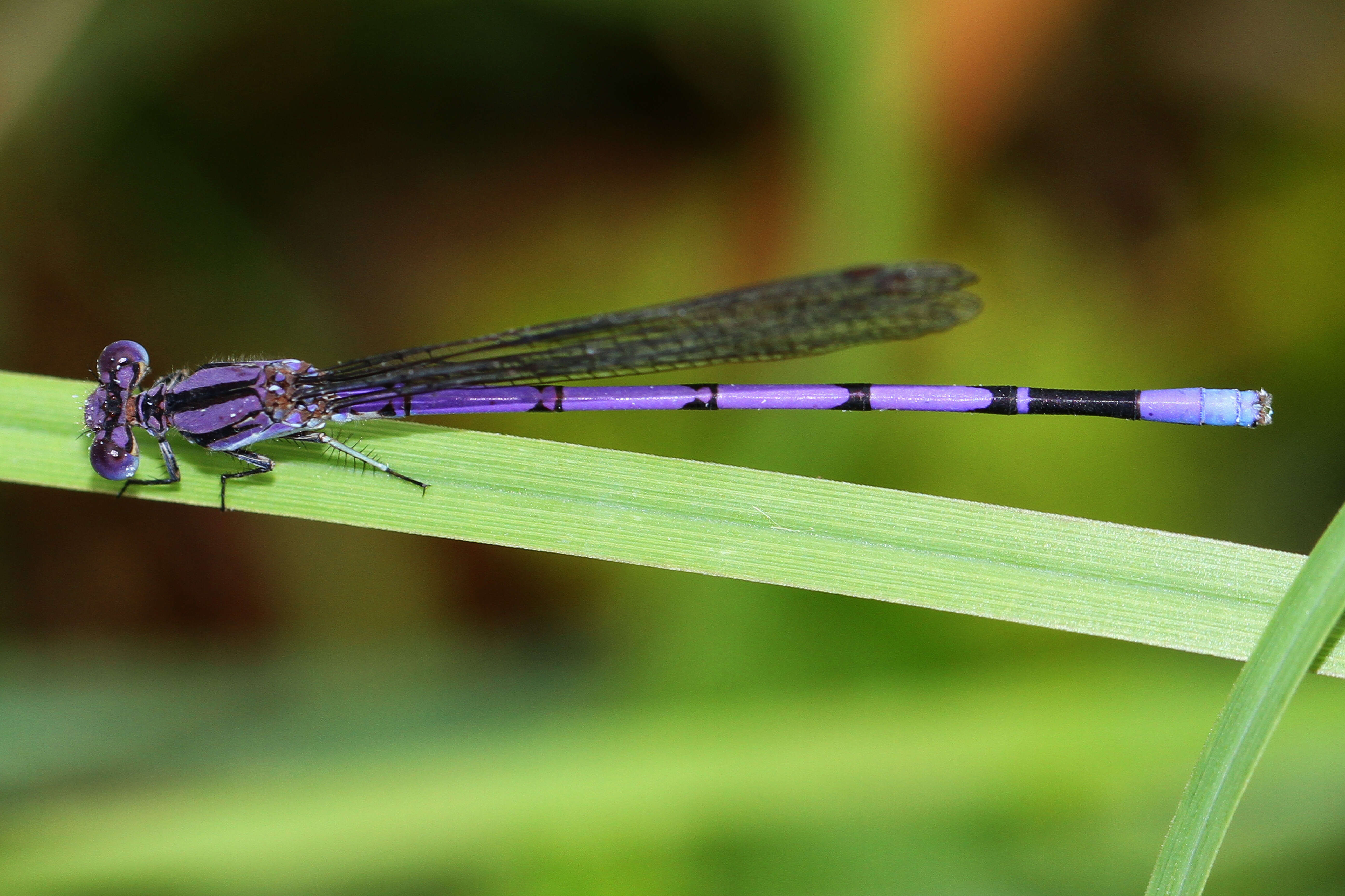 Image of Variable Dancer