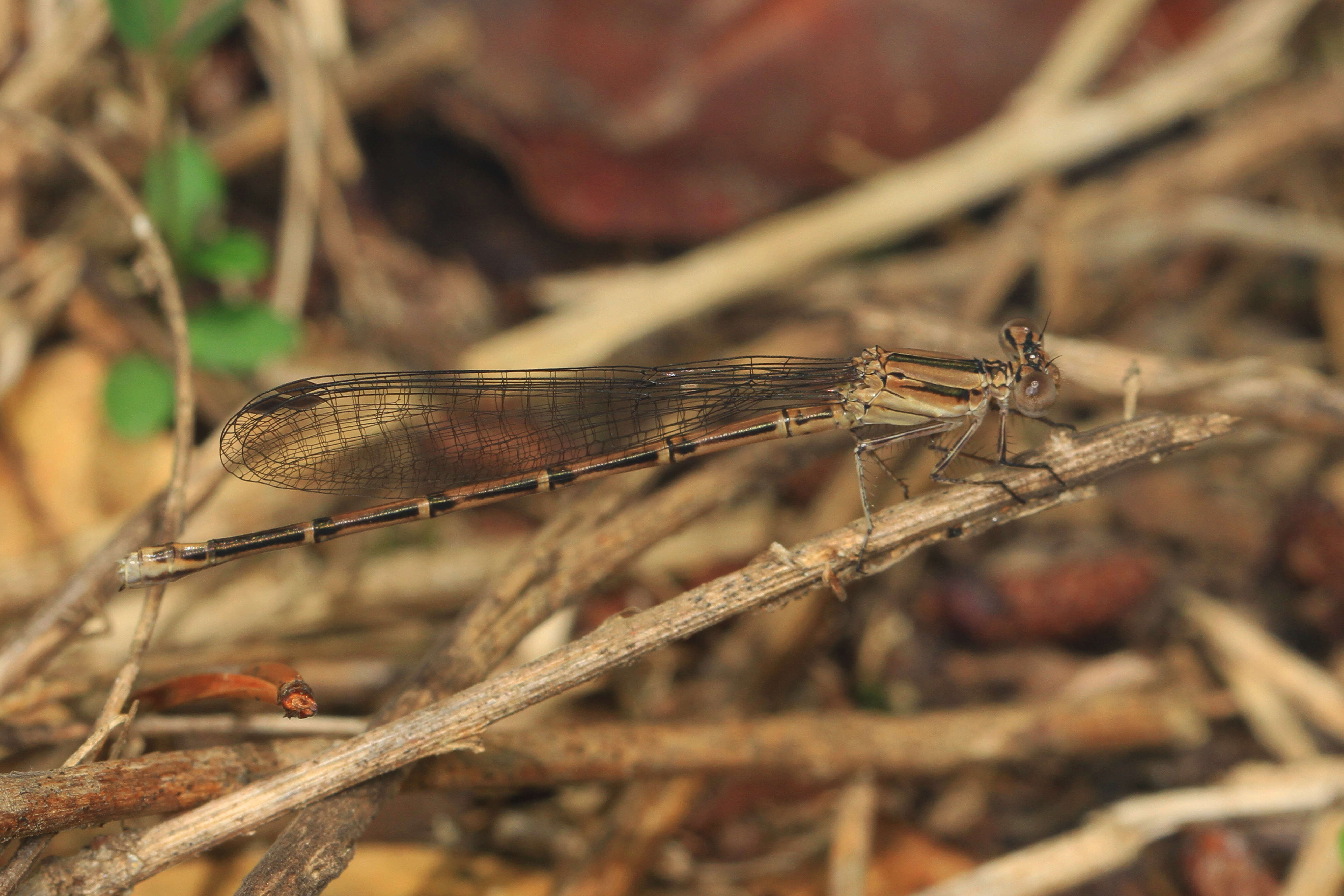 Image of Variable Dancer