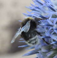 صورة Bombus occidentalis Greene 1858