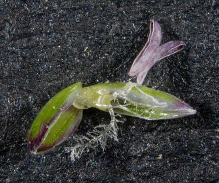 Image of Poa meionectes Vickery