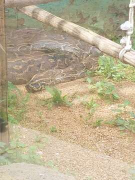 Image of African rock python