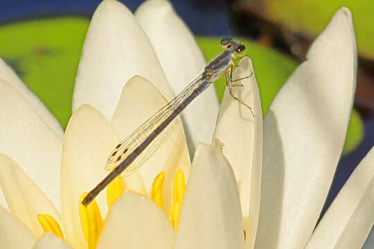 Image de Agrion Posé