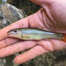 Image of Redtail chub