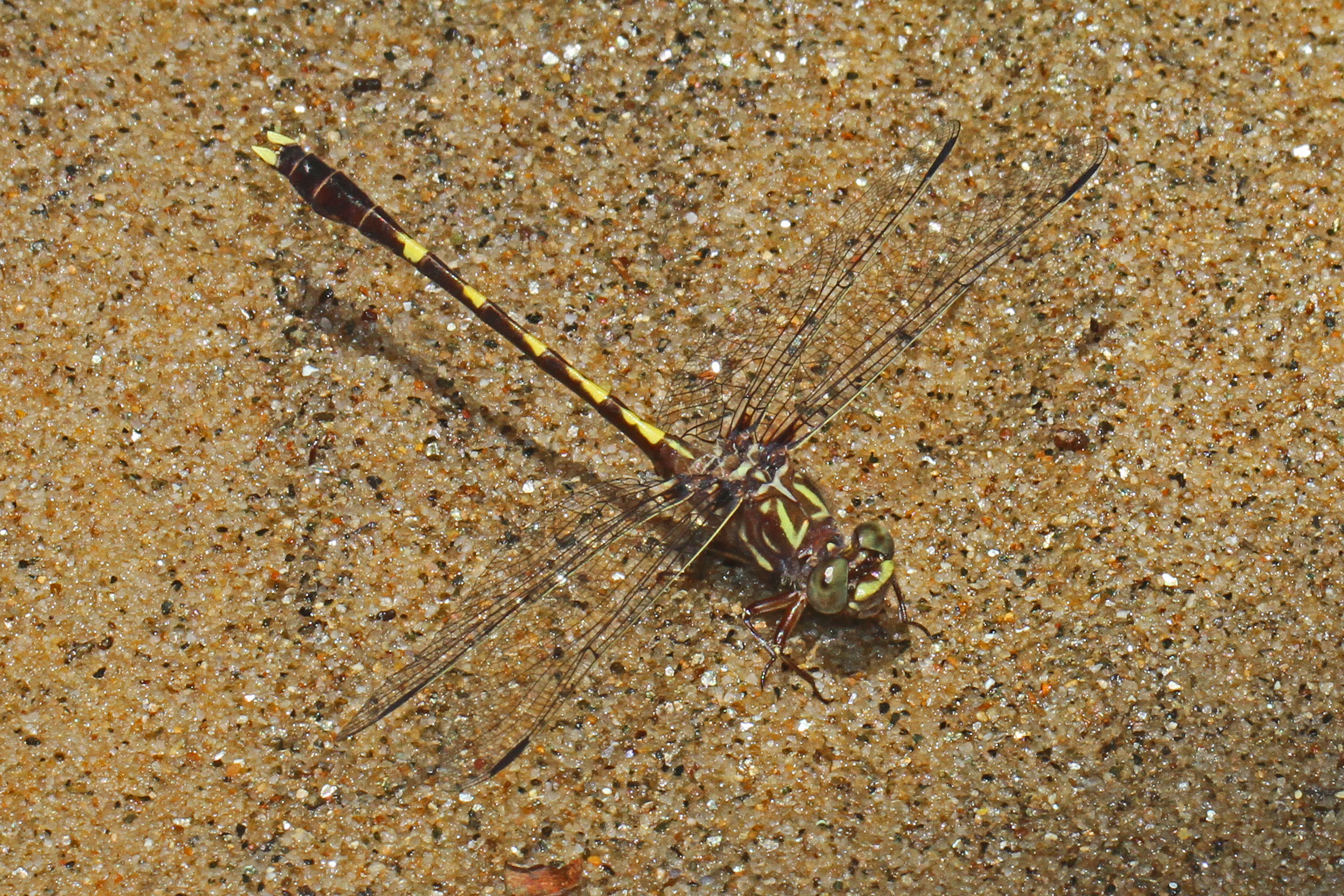 Image of Progomphus Selys 1854