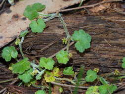 Image de Hydrocotyle hirta R. Br. ex A. Rich.