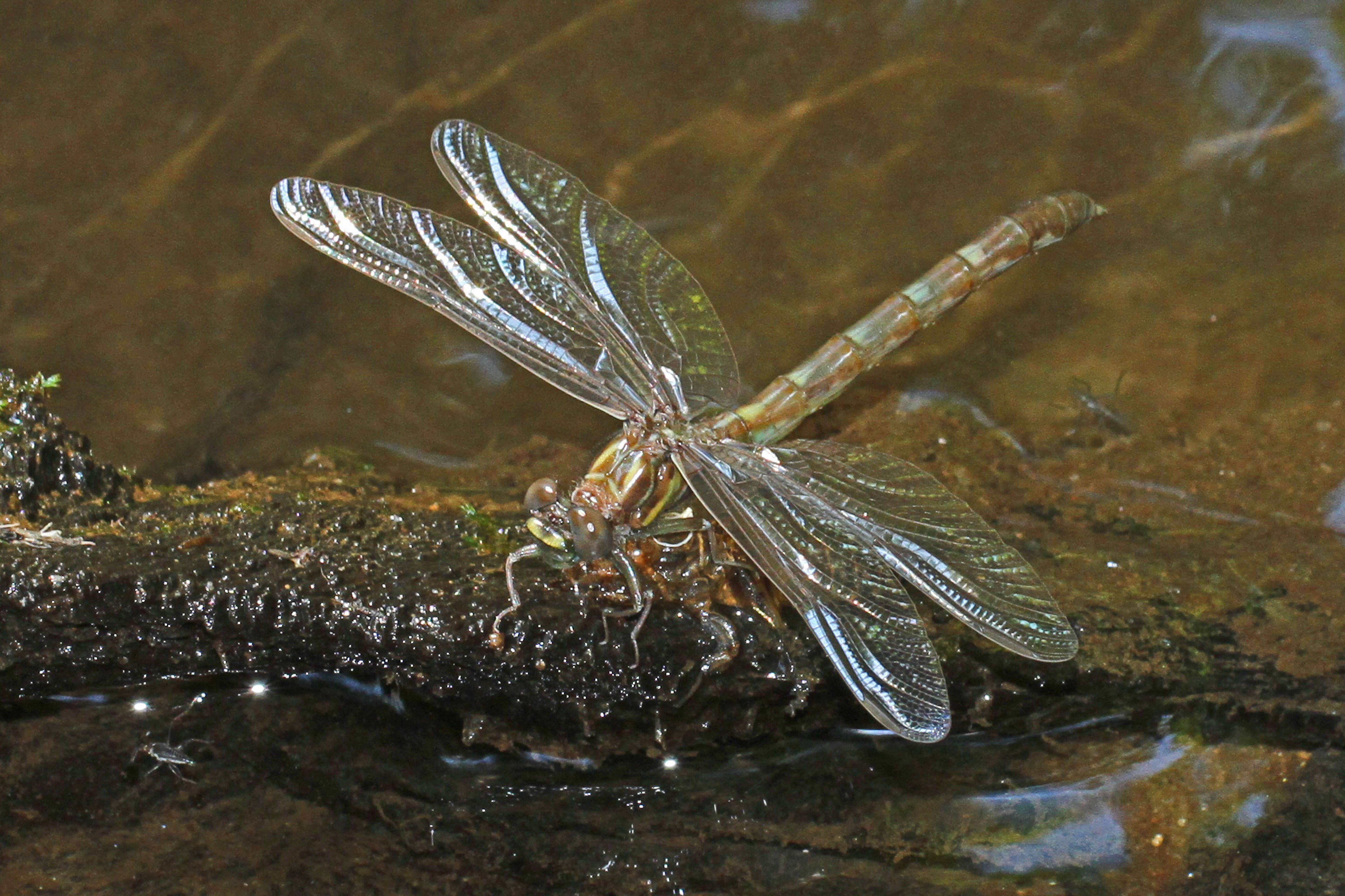 Image of Progomphus Selys 1854